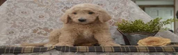 Goldendoodle dogs for sale: Spencer - Ad 4