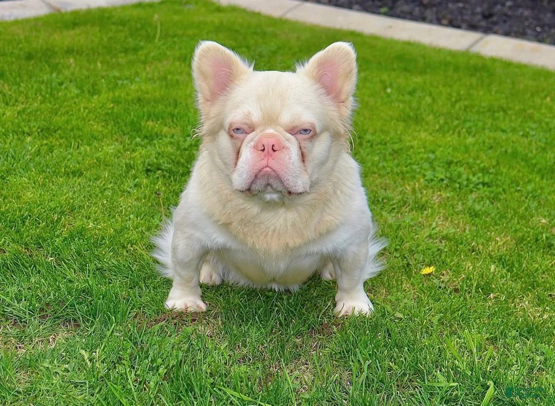 French Bulldog dogs for sale: French Bulldog Puppy 1 - Ad 9