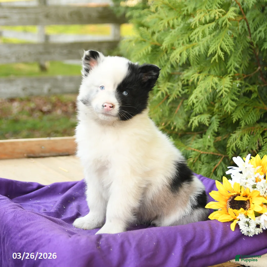 Pomsky dogs for sale: Kobi - Ad 2