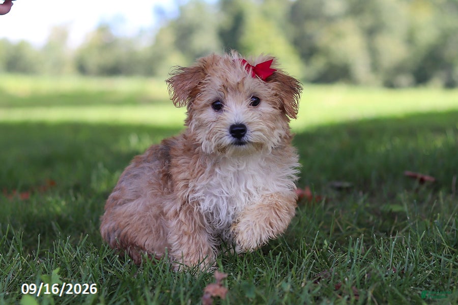 Yochon dogs Lady - Ad 1