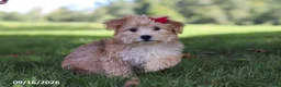 Yochon dogs for sale: Lady - Ad 1
