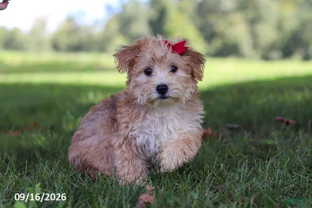 Yochon dogs for sale: Lady - Ad 1