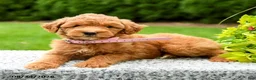 Mini Goldendoodle dogs for sale: Harper - Ad 3