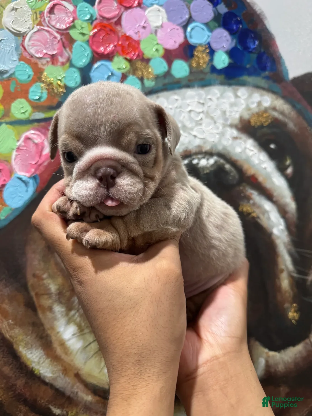 English Bulldog dogs for sale: Peaches - Ad 1