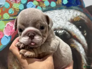 English Bulldog dogs Peaches - Ad 6