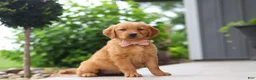 Golden Retriever dogs for sale: Bailey - Ad 6
