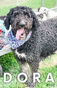 Bernedoodle dogs Dixie - Ad 2