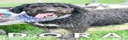 Bernedoodle dogs for sale: Dixie - Ad 2
