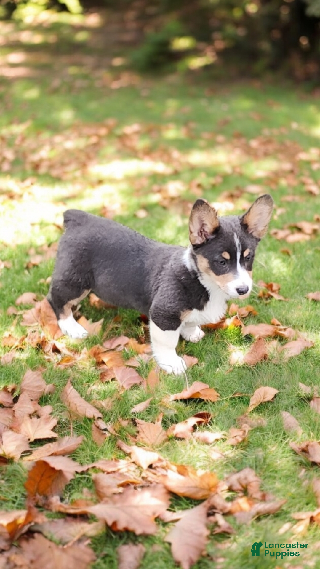 Welsh Corgi Pembroke dogs for sale: Apple Bluie - Ad 15