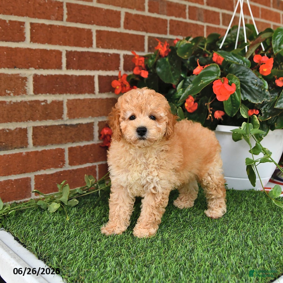 Toy Poodle dogs Oliver - Ad 2