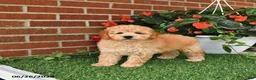 Toy Poodle dogs for sale: Oliver - Ad 2