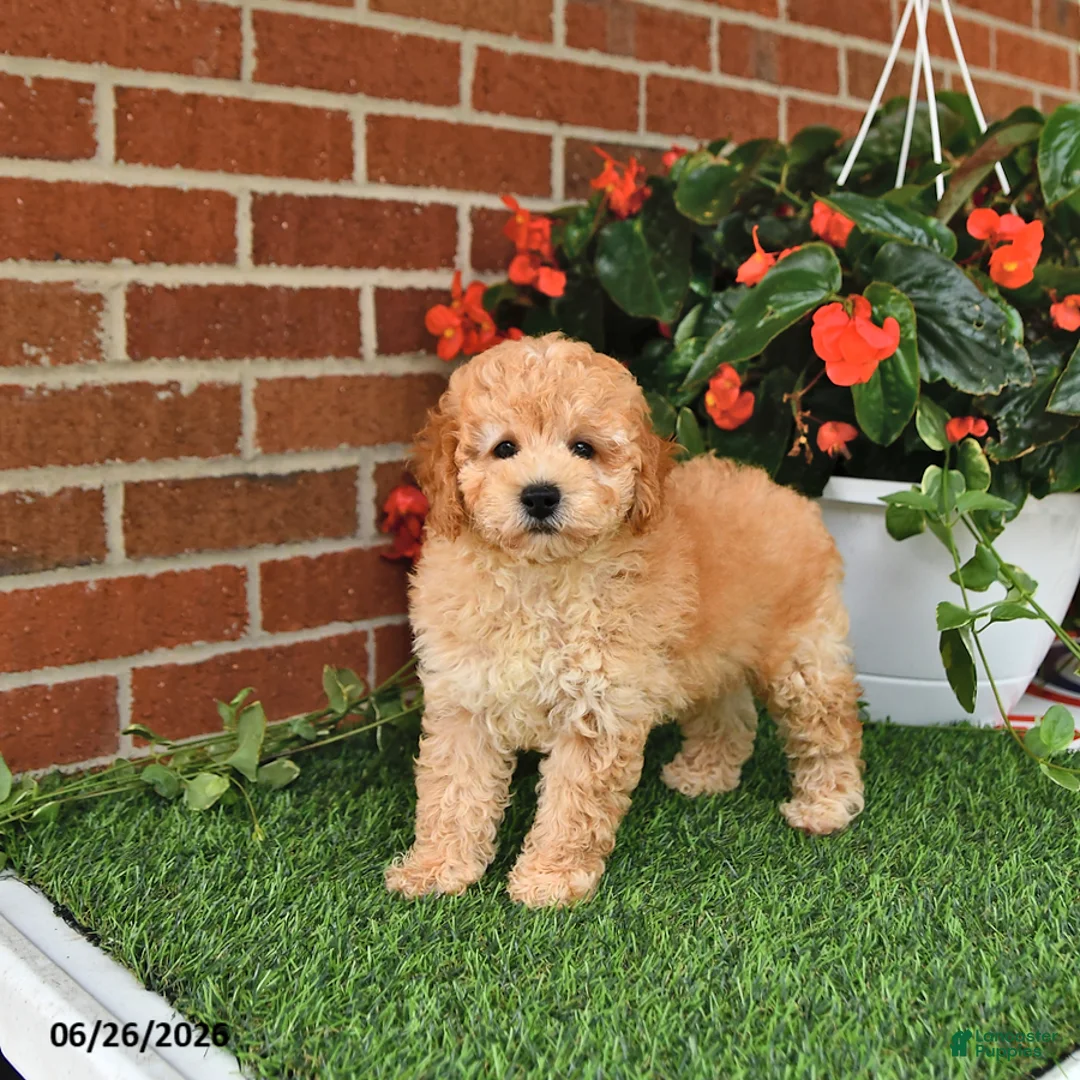 Toy Poodle dogs for sale: Oliver - Ad 2