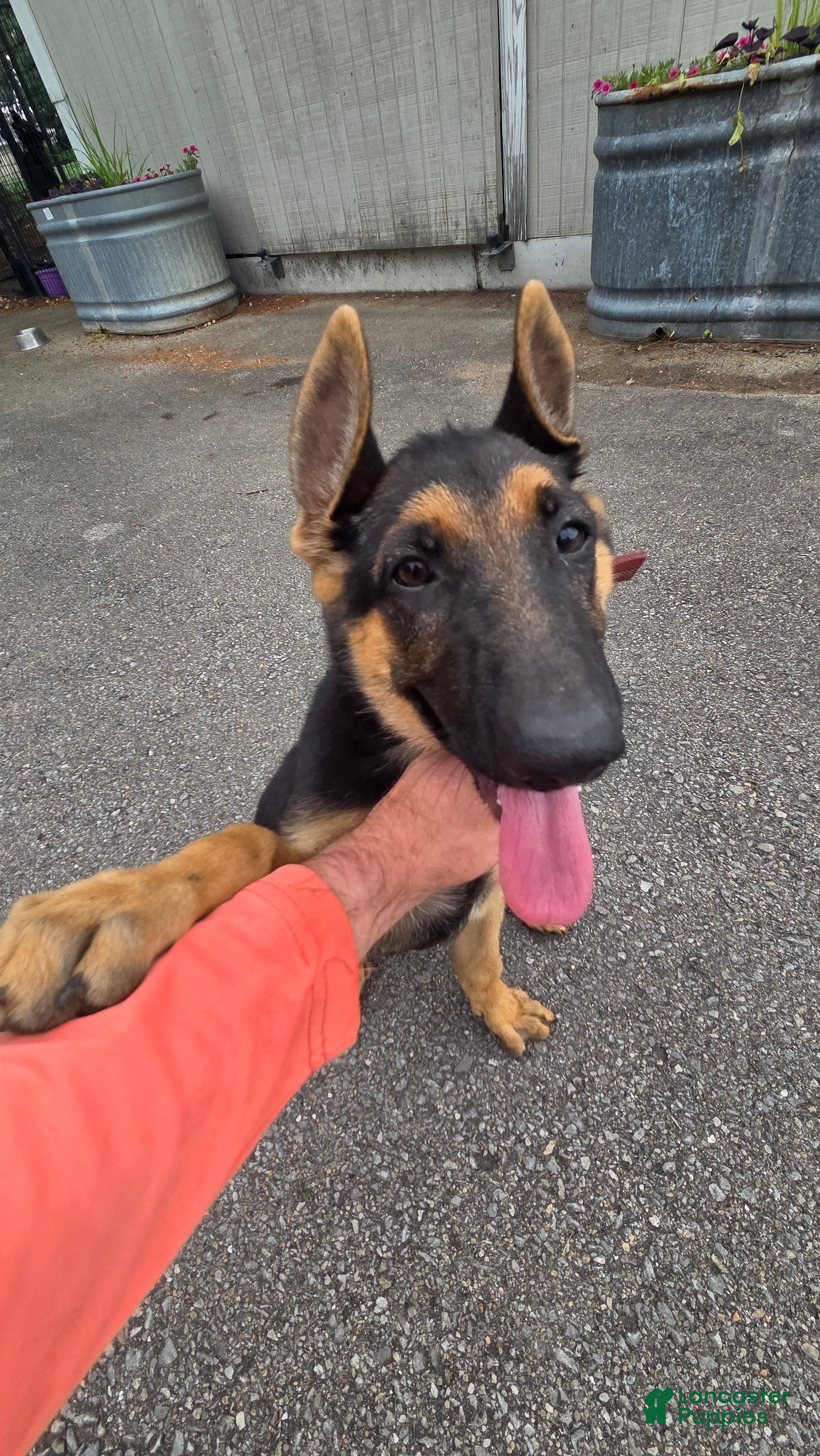 German Shepherd dogs German Shepherd 3 - Ad 42