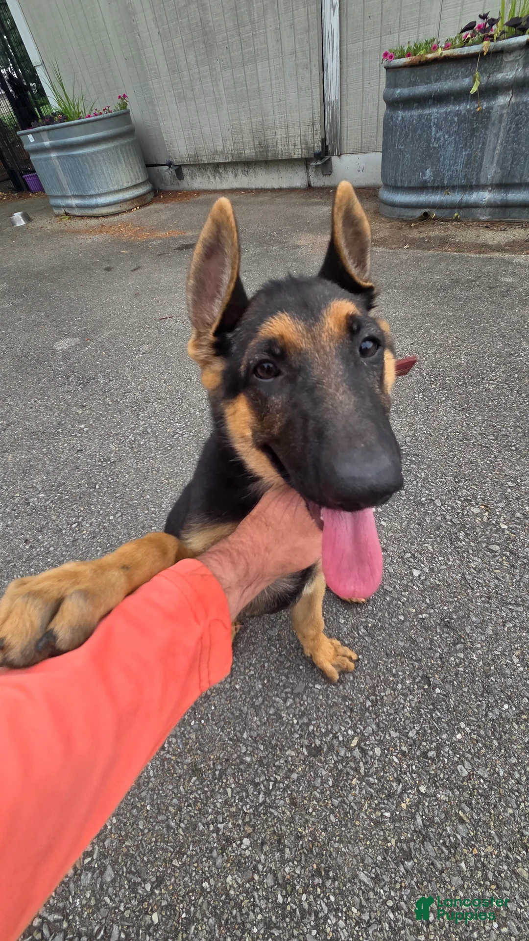 German Shepherd dogs for sale: German Shepherd 3 - Ad 1