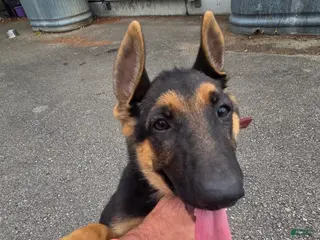 German Shepherd dogs German Shepherd 3 - Ad 42