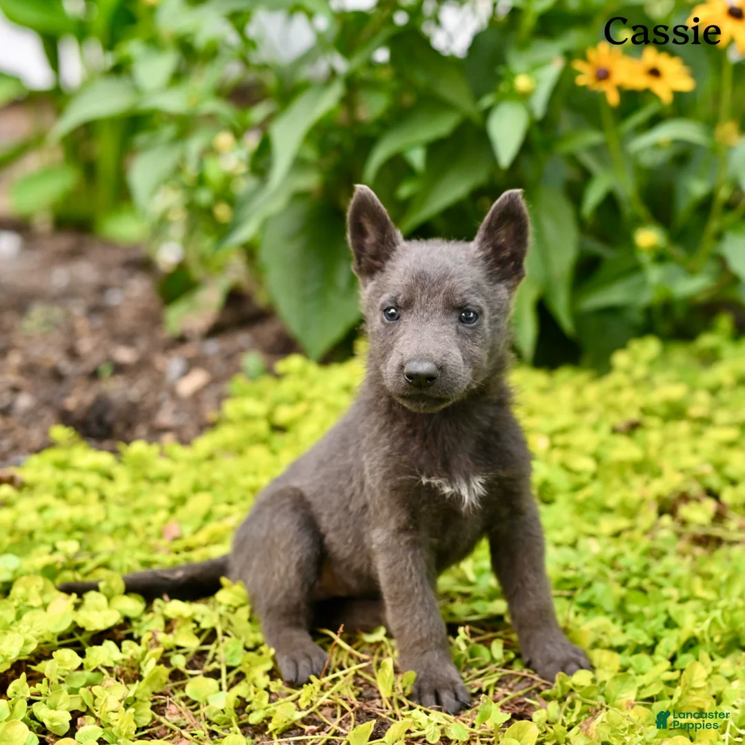 German Shepherd dogs for sale: Cassie - Ad 5