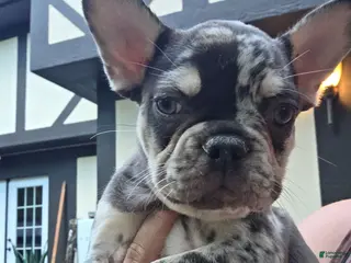 French Bulldog dogs for sale: CHOCO - Ad 2