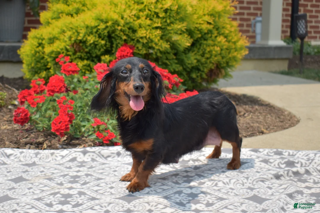 Miniature Dachshund dogs for sale: Banjo - Ad 7