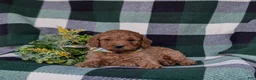 Miniature Poodle dogs for sale: Sanborn - Ad 5