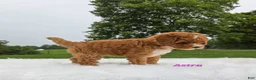 Cavapoo dogs for sale: Astra - Ad 2