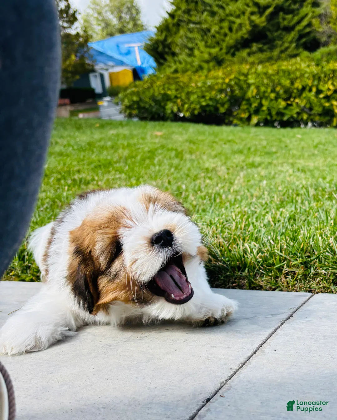 Mixed Breed dogs for sale: 🐶Teddy Bear Orange🧡 - Ad 2