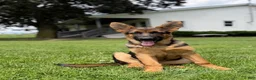 German Shepherd dogs for sale: Remi - Ad 1