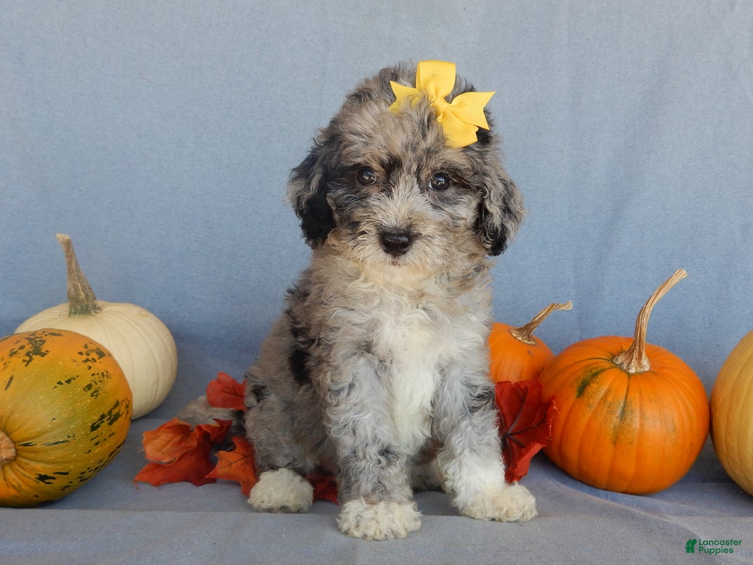 Sheepadoodle dogs for sale: Panda (medium) - Ad 71