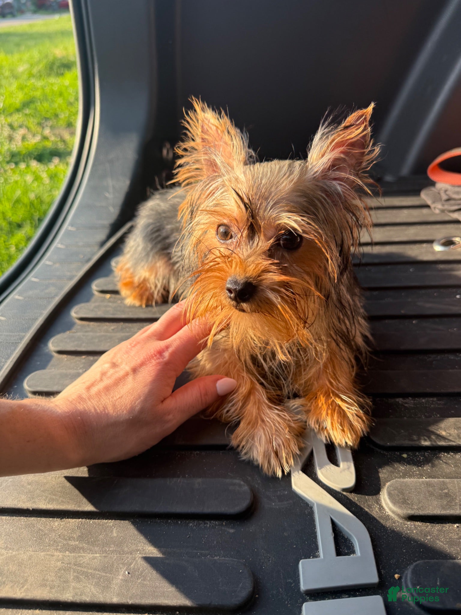Yorkshire Terrier dogs Lily - Ad 1