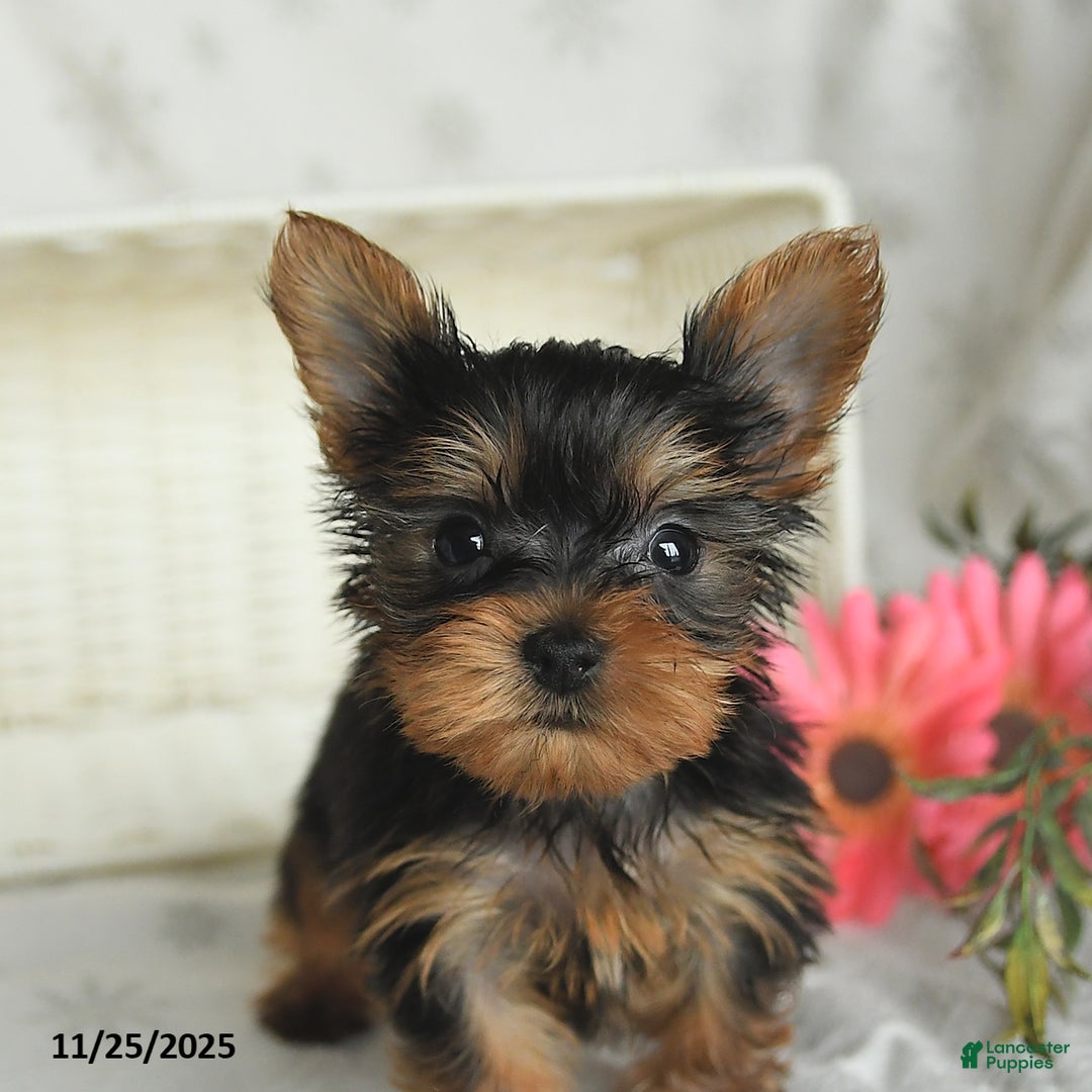 Yorkshire Terrier dogs for sale: Biscuit - Ad 4