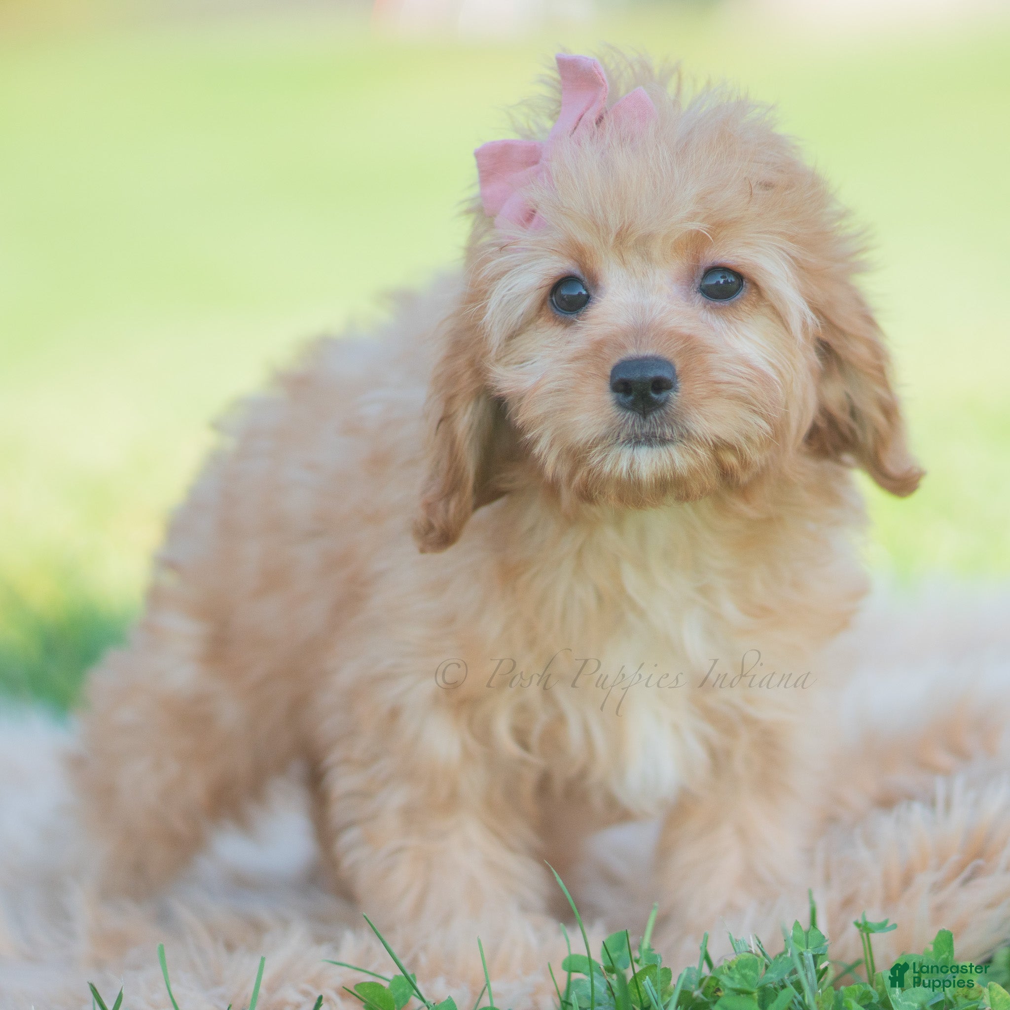 Cavapoo dogs for sale: Cinnabun - Ad 18