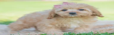 Cinnabun