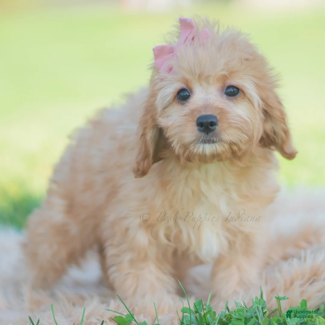 Cavapoo dogs for sale: Cinnabun - Ad 1