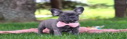 French Bulldog dogs for sale: Lucy - Ad 4