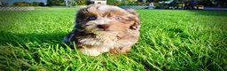 Havapoo dogs for sale: Elektra - Ad 16