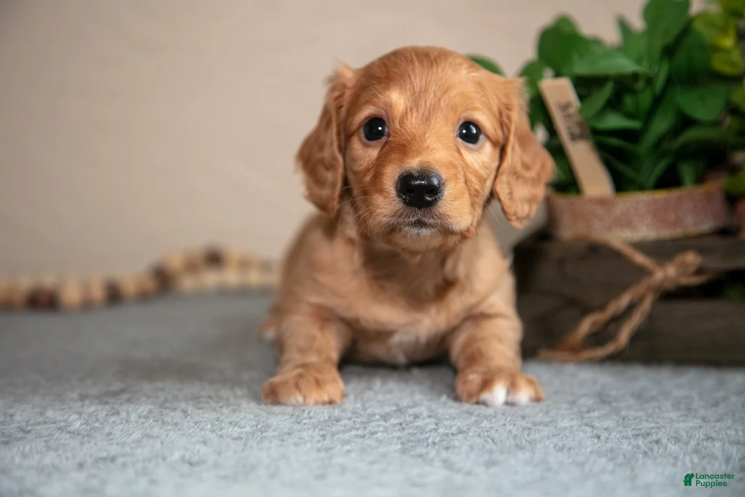 Miniature Dachshund dogs for sale: Patrick - Ad 1