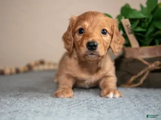 Miniature Dachshund dogs for sale: Patrick - Ad 2