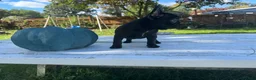 French Bulldog dogs for sale: Crowe - Ad 2
