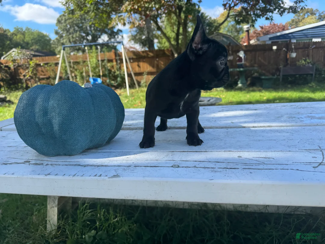 French Bulldog dogs for sale: Crowe - Ad 2