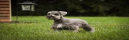 Miniature Schnauzer dogs for sale: Quartz Miniature Schnauzer  - Ad 13