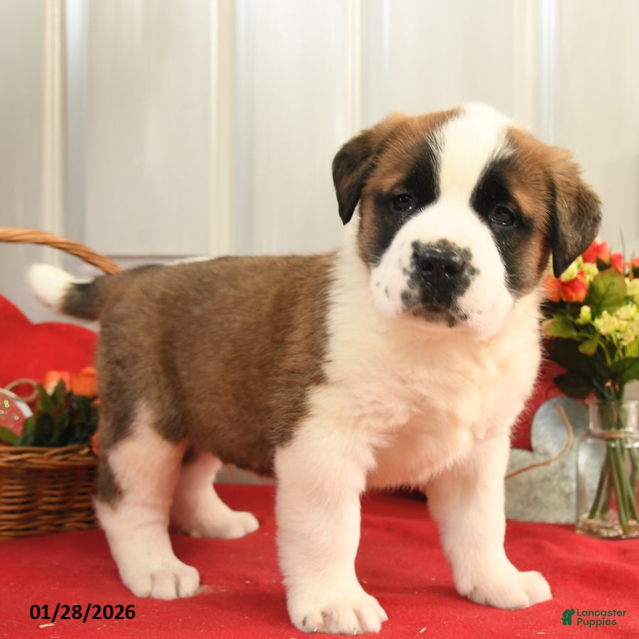 Saint Bernard dogs Happy - Ad 18
