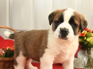 Saint Bernard dogs Happy - Ad 18
