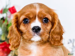 Cavalier King Charles Spaniel dogs Candy Cane - Ad 12