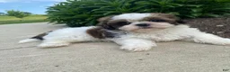 Shih Tzu dogs for sale: Tina - Ad 9