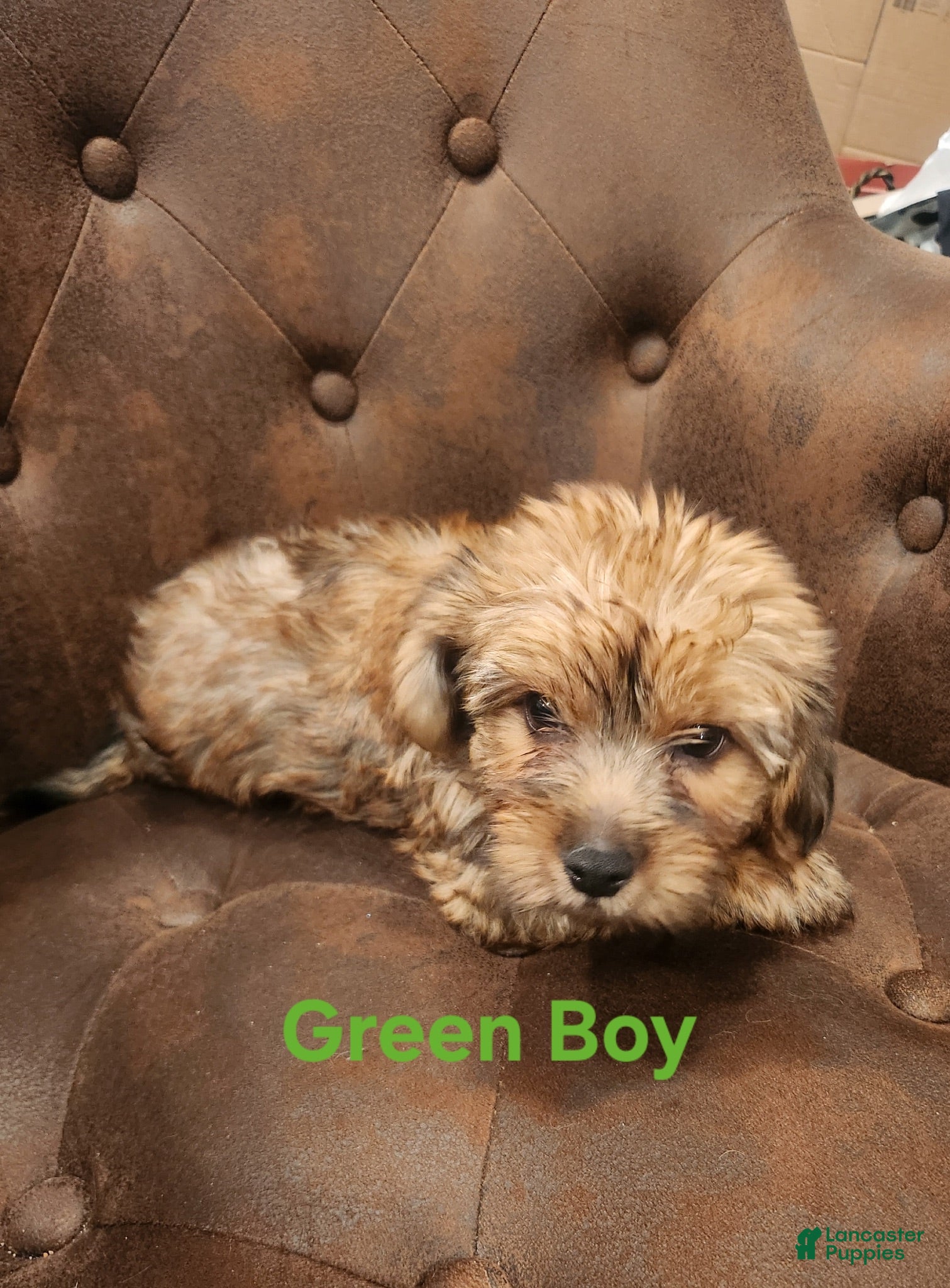 Shorkie dogs Shorkie 2 - Ad 1