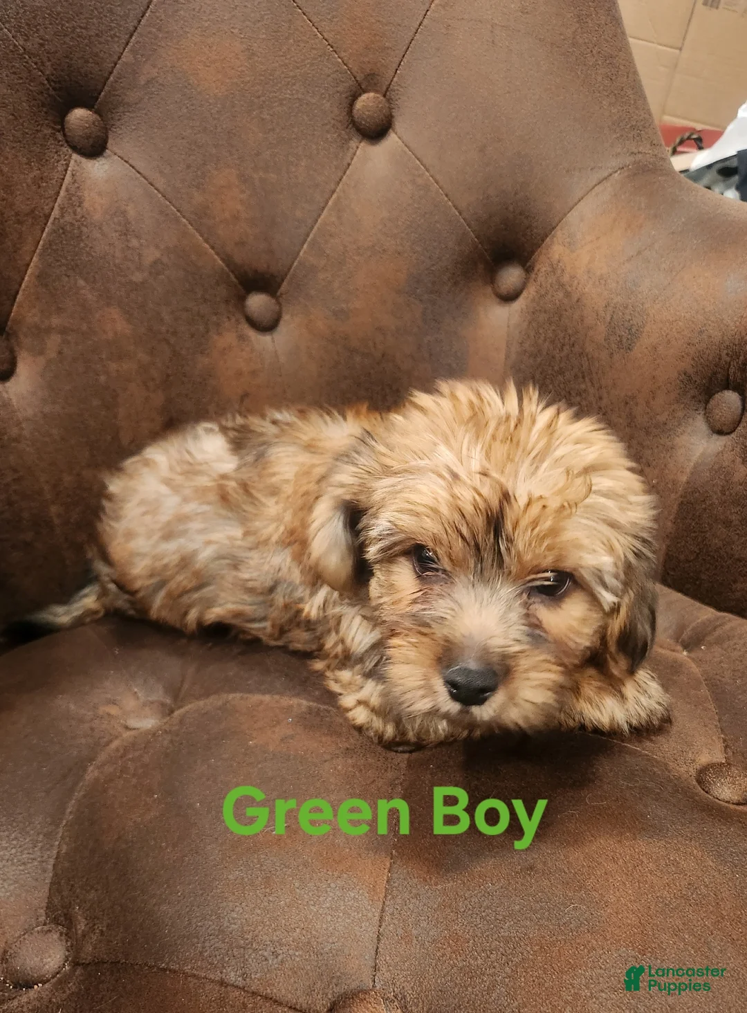 Shorkie dogs for sale: Shorkie 2 - Ad 1