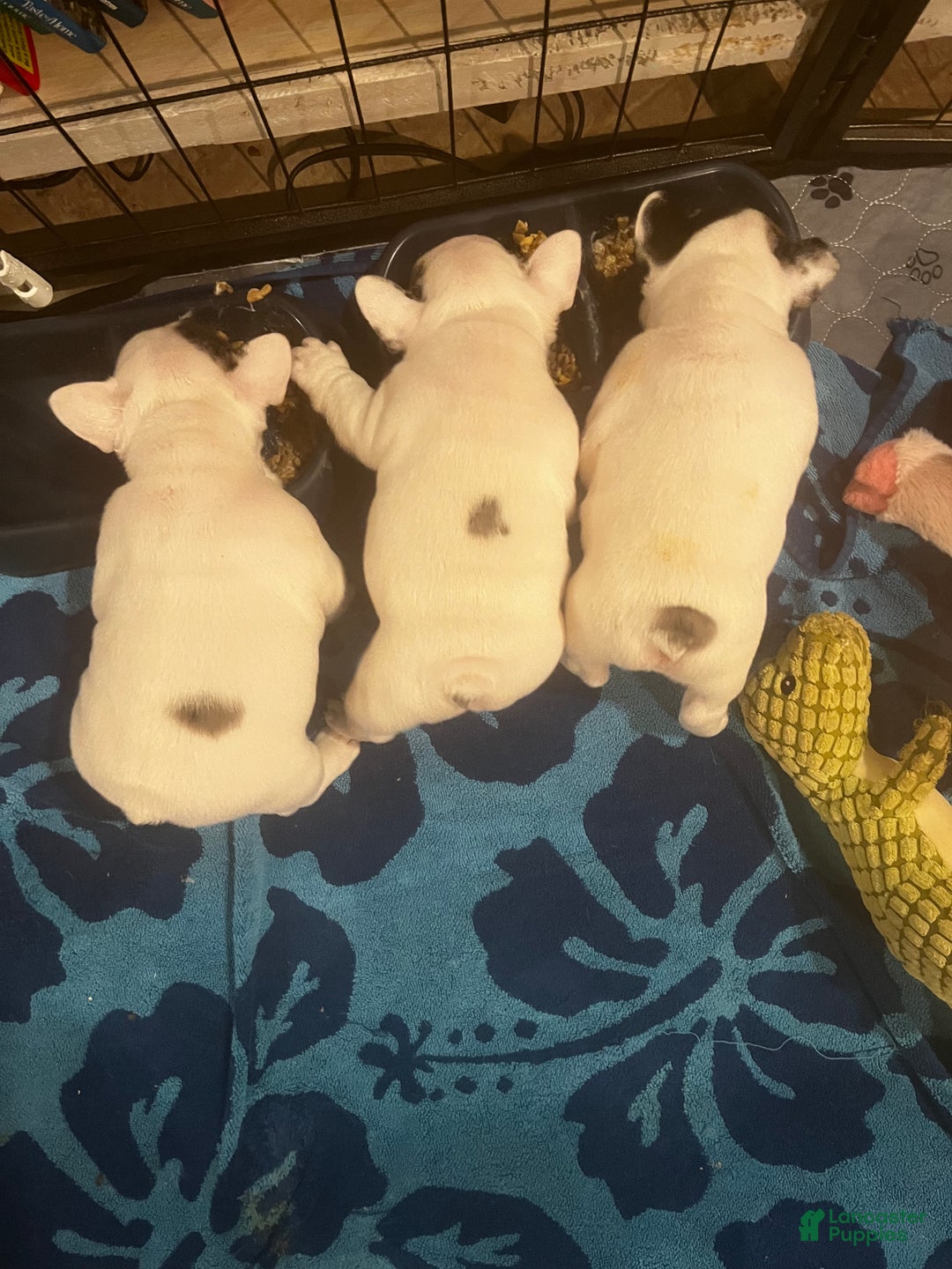 French Bulldog dogs for sale: Titan - Ad 8