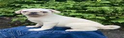 Pug dogs for sale: Sugar - Ad 3
