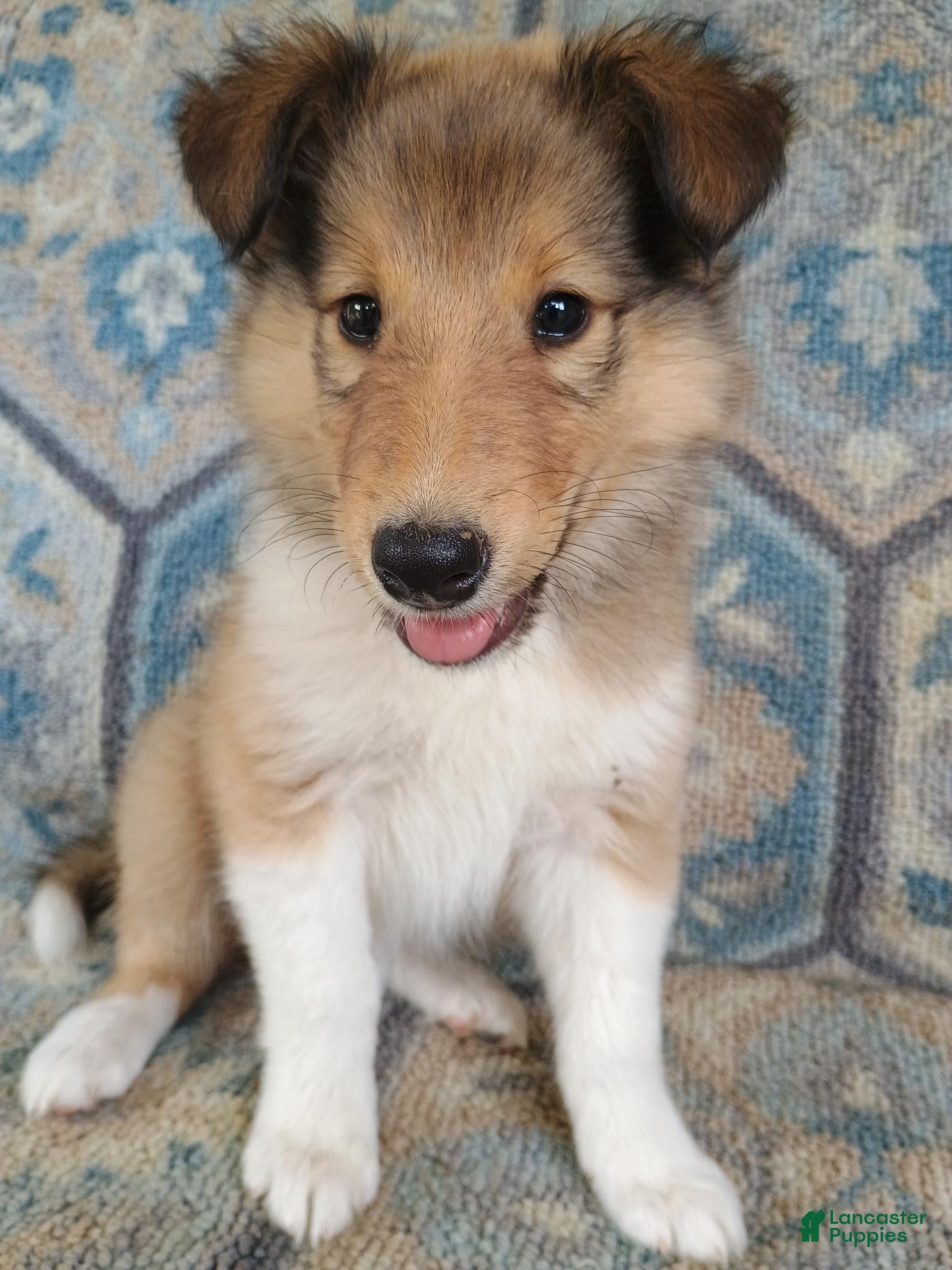 Collie dogs Alexa - Ad 7
