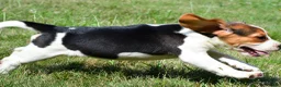 Beagle dogs for sale: Princess - Ad 10