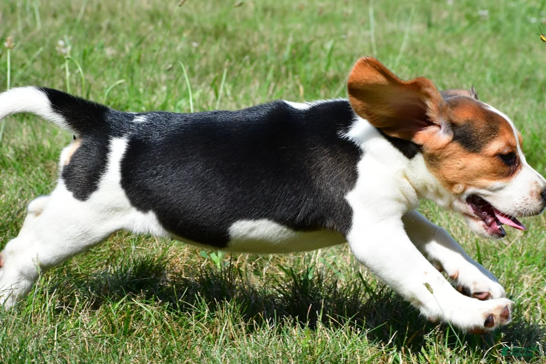 Beagle dogs for sale: Princess - Ad 10